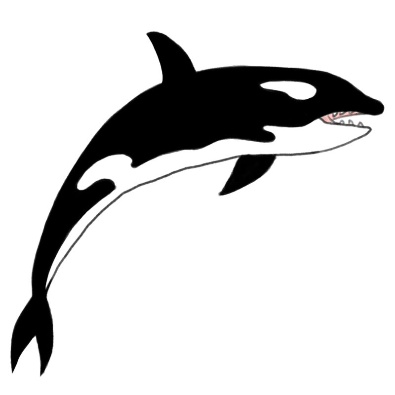 Killer Whale