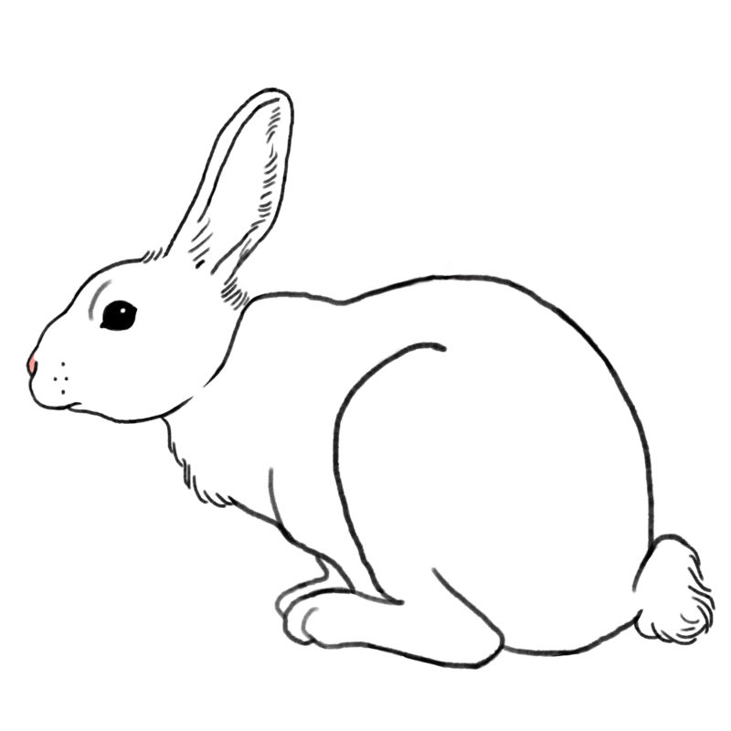 Rabbit